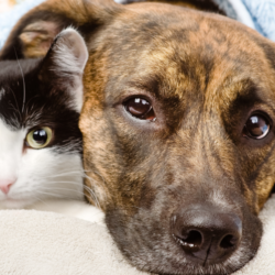 24/7 Acute medische steun voor huisdieren