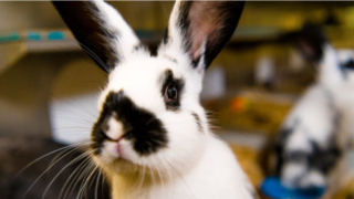 240419 dierenbescherming konijnen