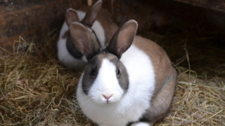 250211 Dierenlot Konijn